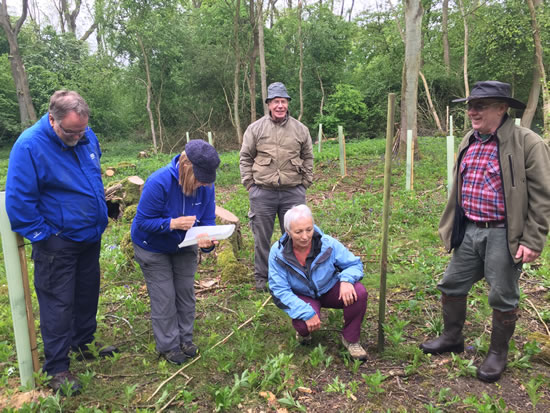 group of people doing woodland survey