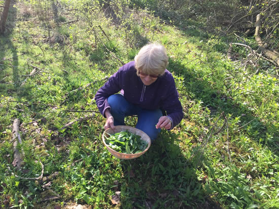woman picking wild garlic leaves