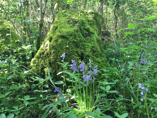 Bluebells in woodland