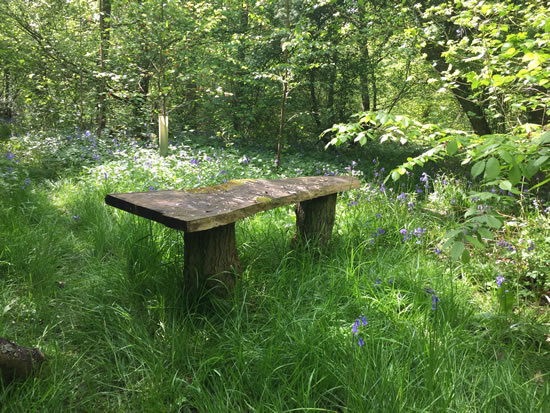 bench in woodland