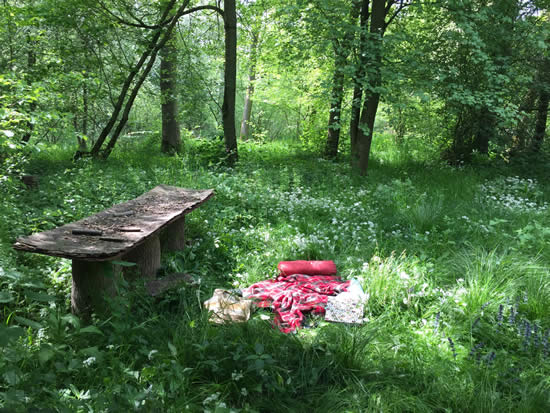 blanket on ground in woodland
