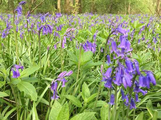 blue flowers in woodland